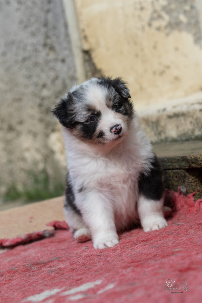 Chiot berger australien bleu merle 4 semaines