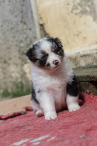 chiot berger australien bleu merle 4 semaines