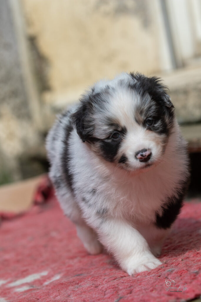 Chiot berger australien bleu merle 4 semaines