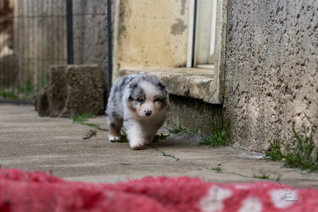 Chiot berger australien bleu merle 4 semaines