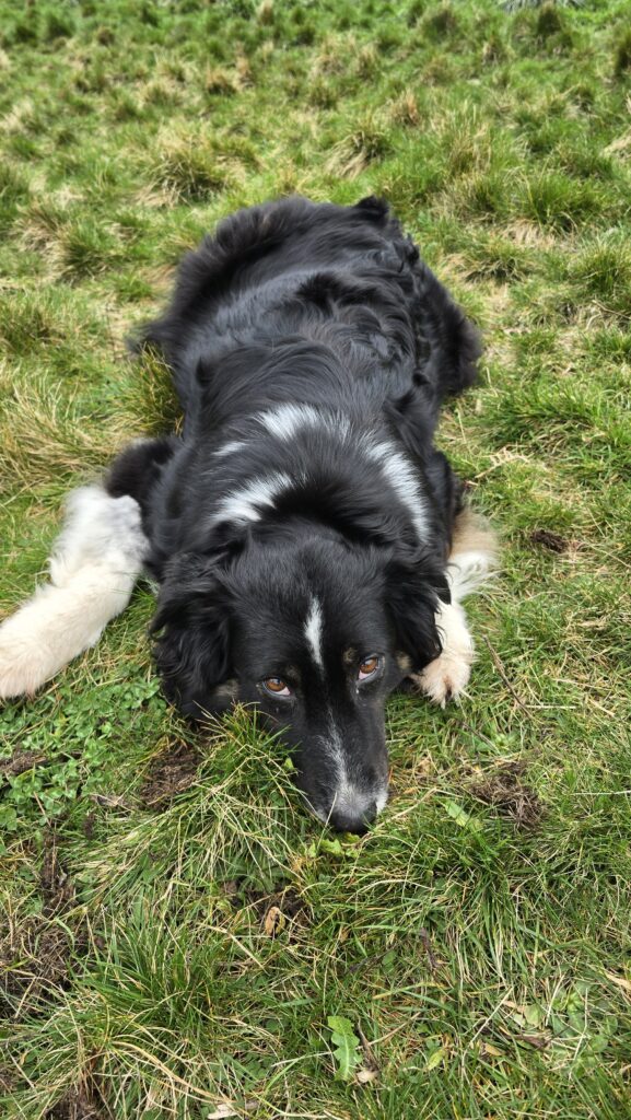 Chienne berger australien &agrave; l'ext&eacute;rieur future maman dans quelques jours