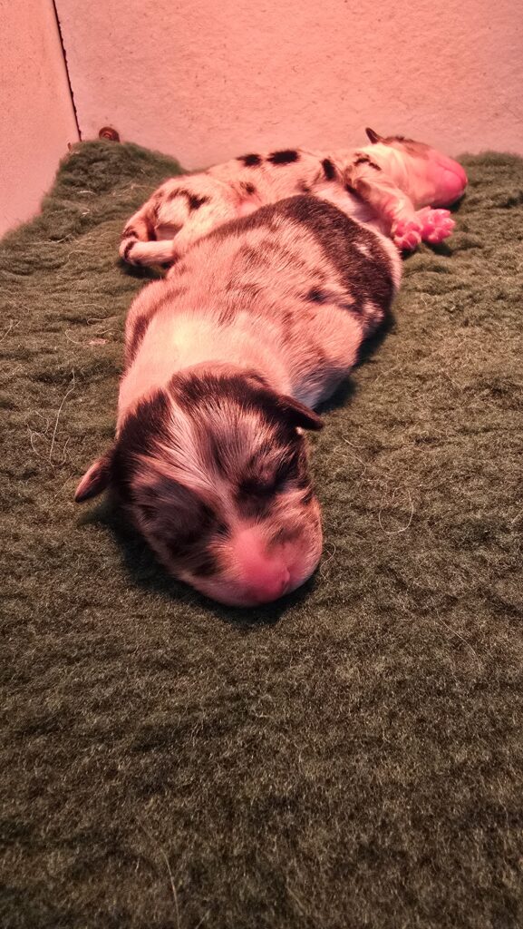 Chiot berger australien bleu merle