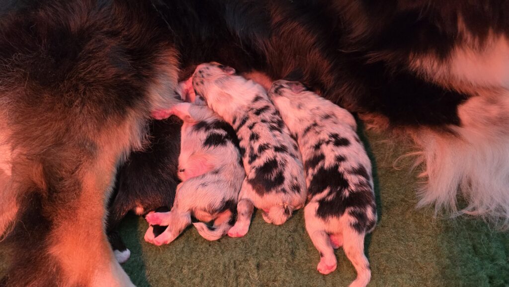Chiots berger australien bleu merle jour 1