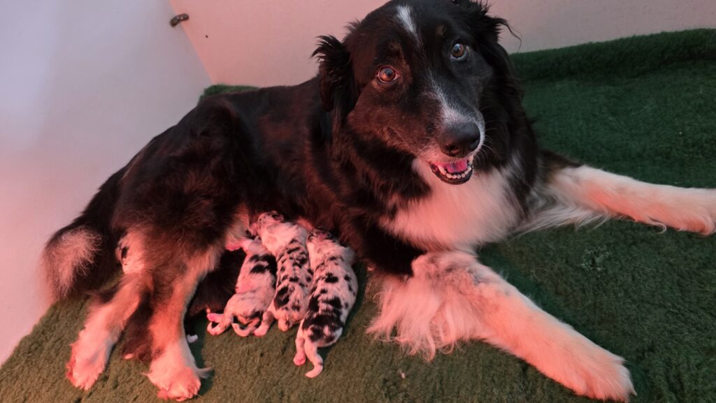 Chiots berger australien en train de t&eacute;ter leur maman juste apr&egrave;s la naissance