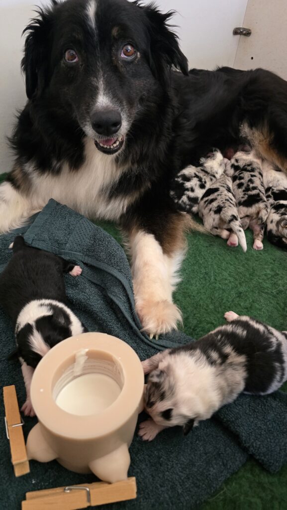 Chiots berger australien t&eacute;tant le biberon et leur m&egrave;re