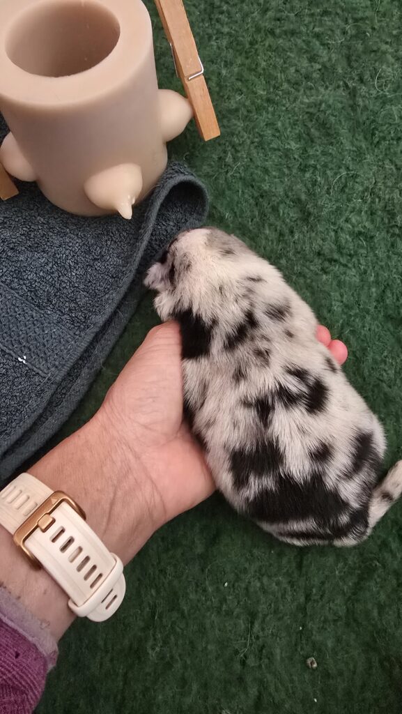 Chiot berger australien bleu merle apr&egrave;s le biberon