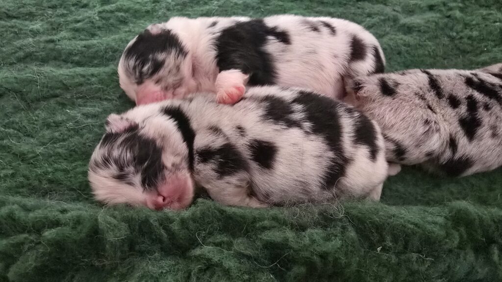 Chiot berger australien bleu merle