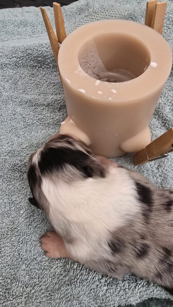 Chiot berger australien bleu merle