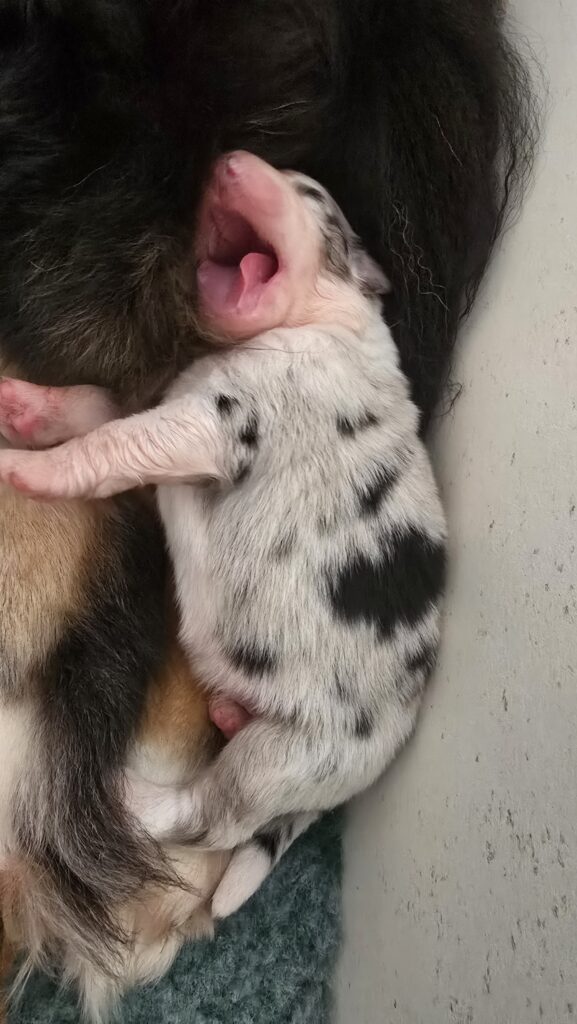 Chiot berger australien bleu merle