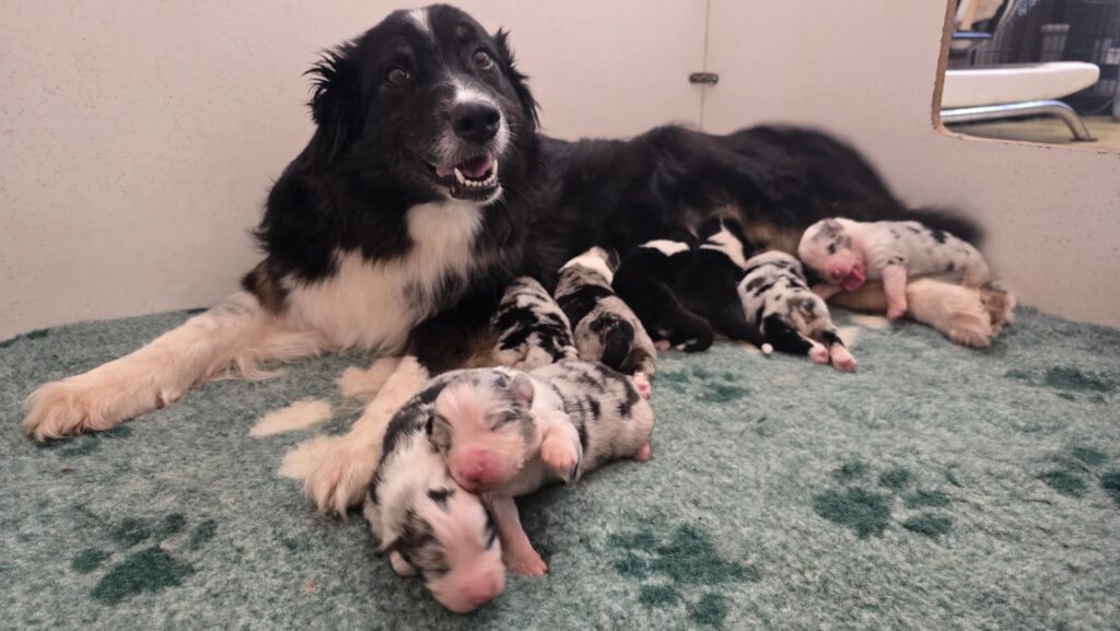 Chiots berger australien et leur maman