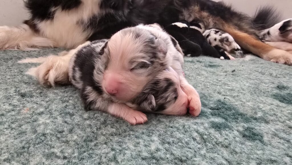 Chiot berger australien bleu merle