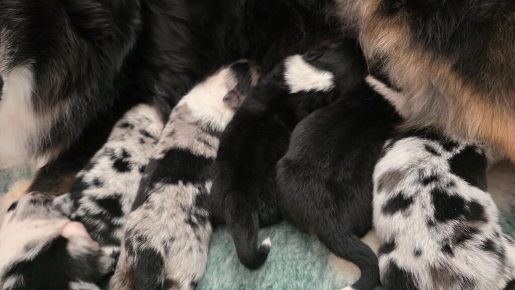 Chiots berger australien qui t&egrave;tent