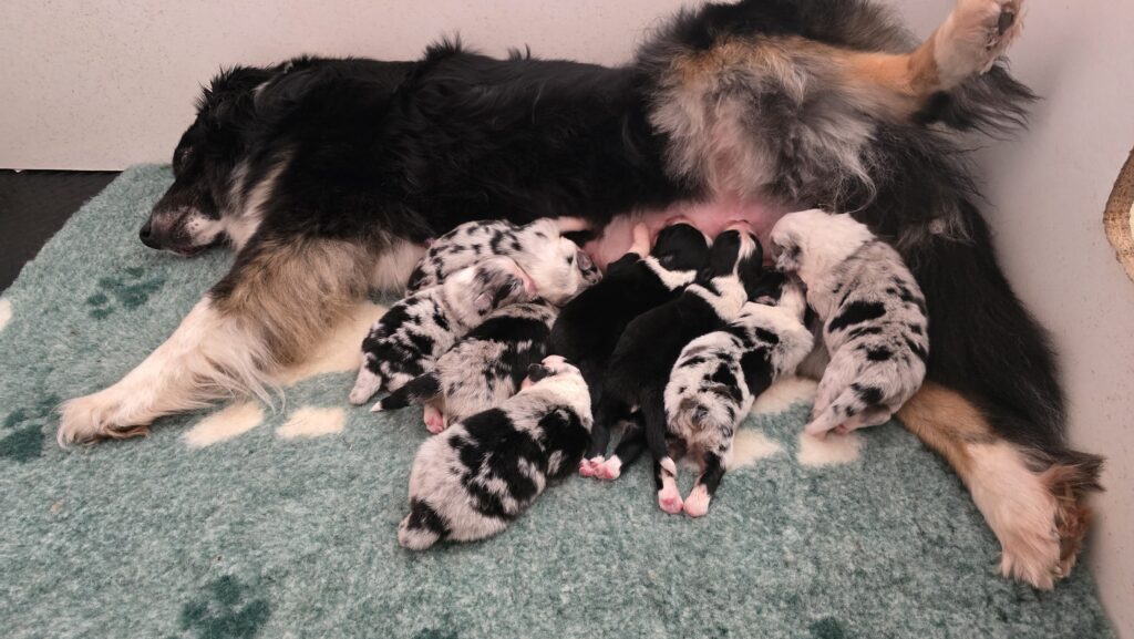 Elevage chiens berger australien LOF - Occitanie