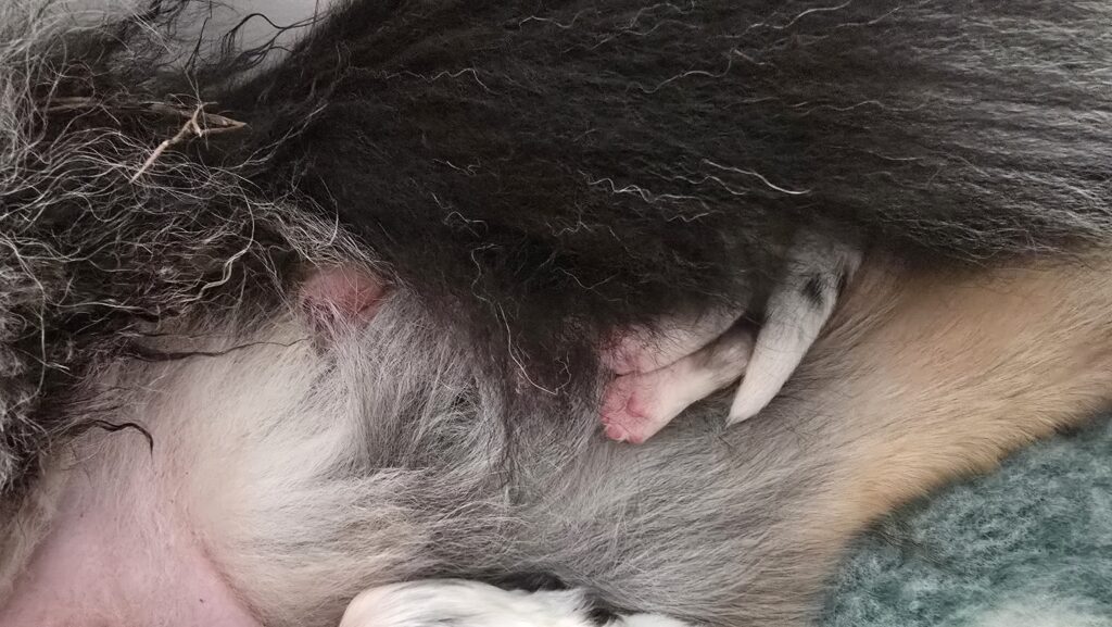 Chiot berger australien bleu merle