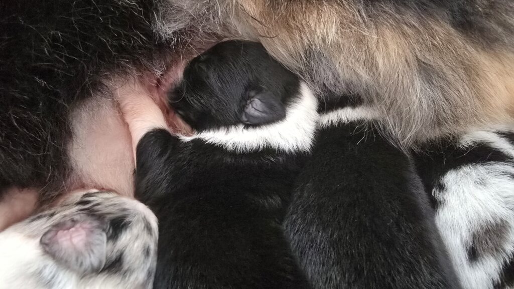 Chiots berger australien noir tricolore