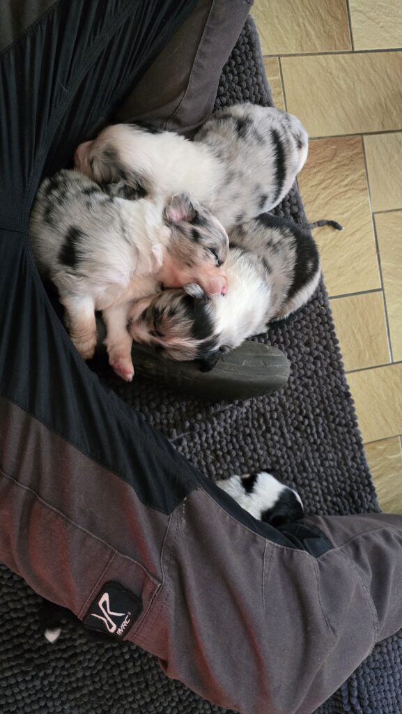 Chiot berger australien