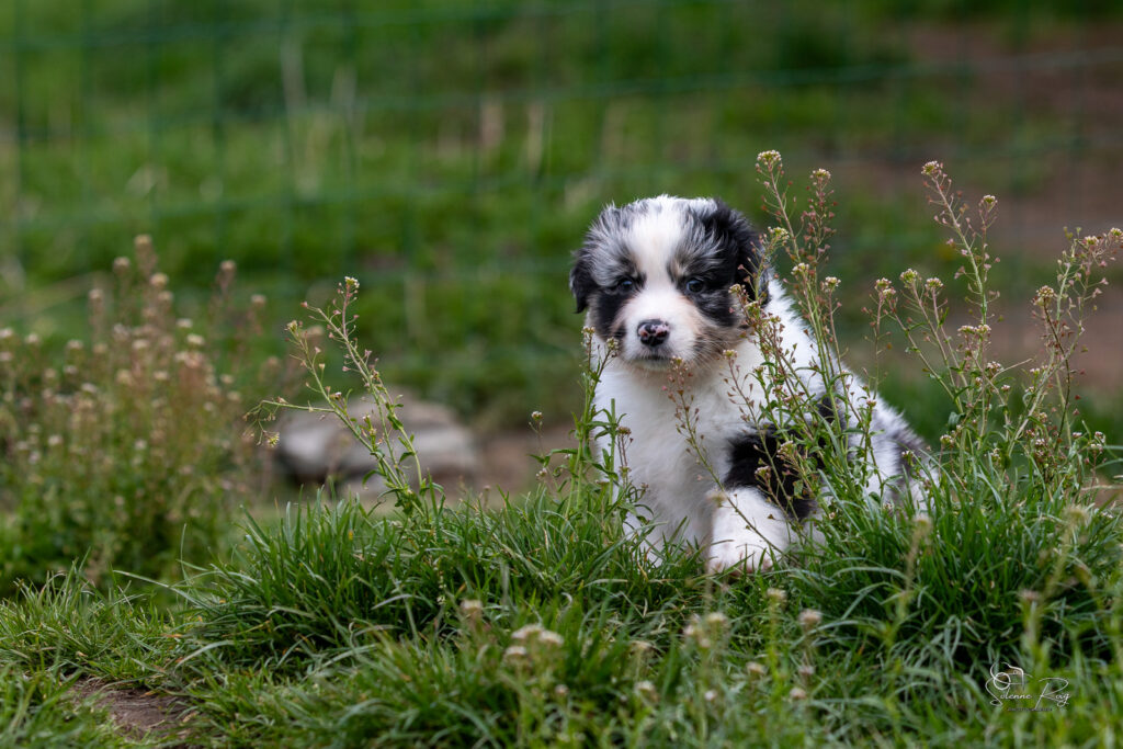 Chiots berger australien bleu merle 5,5 semaines