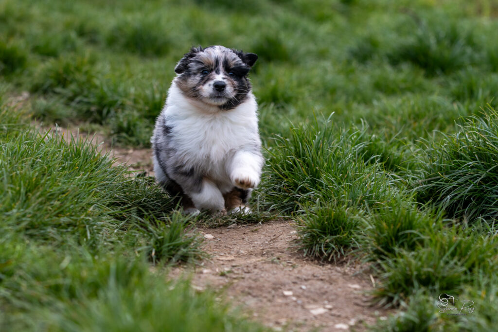 Chiots berger australien bleu merle 5,5 semaines