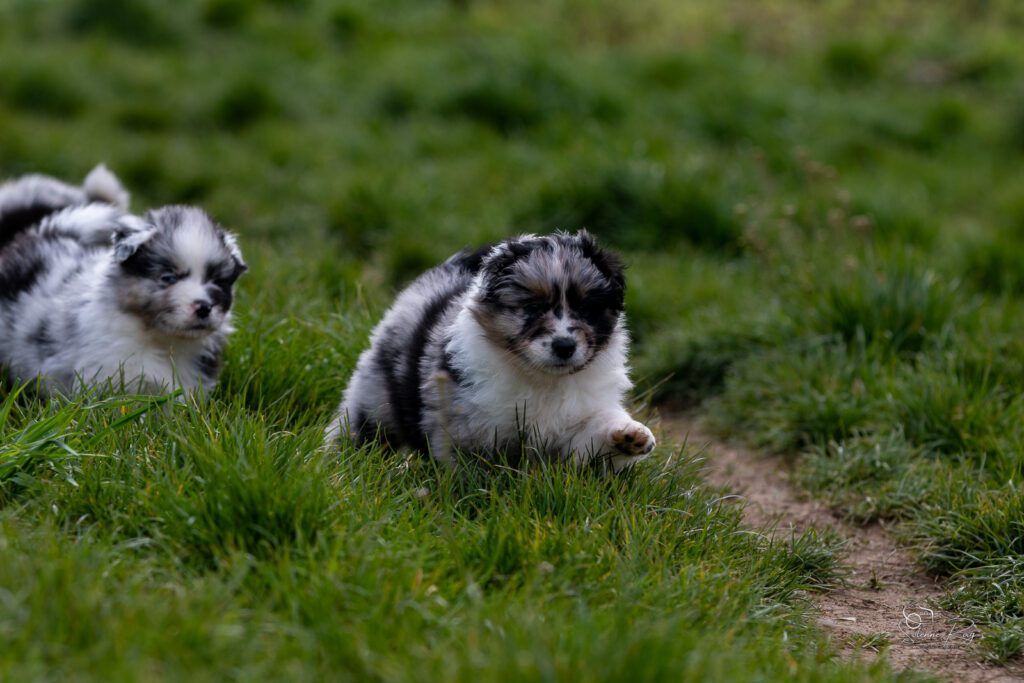 Chiots berger australien bleu merle 5,5 semaines