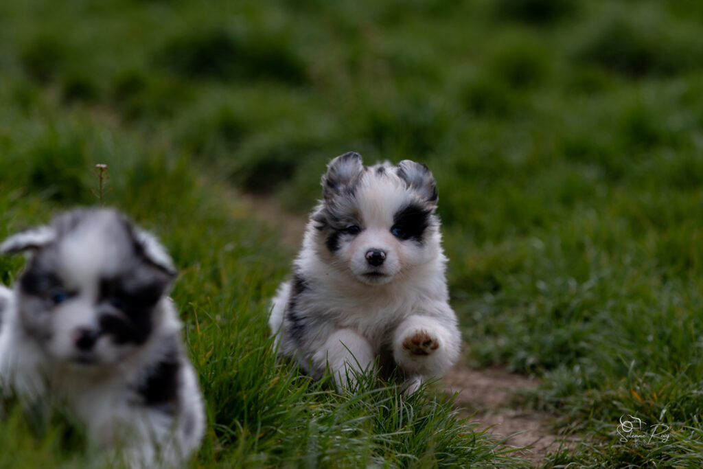 chiot berger australien bleu merle 5.5 semaines