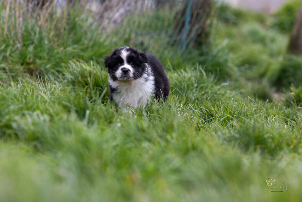 Chiots berger australien noir tricolore 5,5 semaines