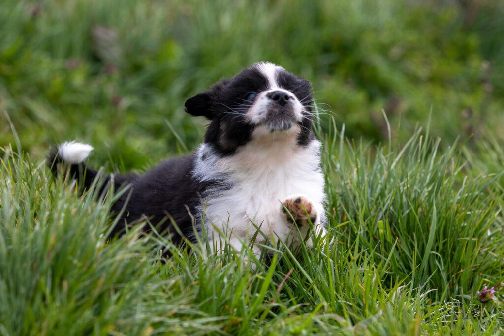 Chiots berger australien noir tricolore 5,5 semaines