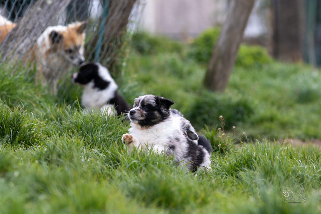 Chiots berger australien bleu merle 5,5 semaines