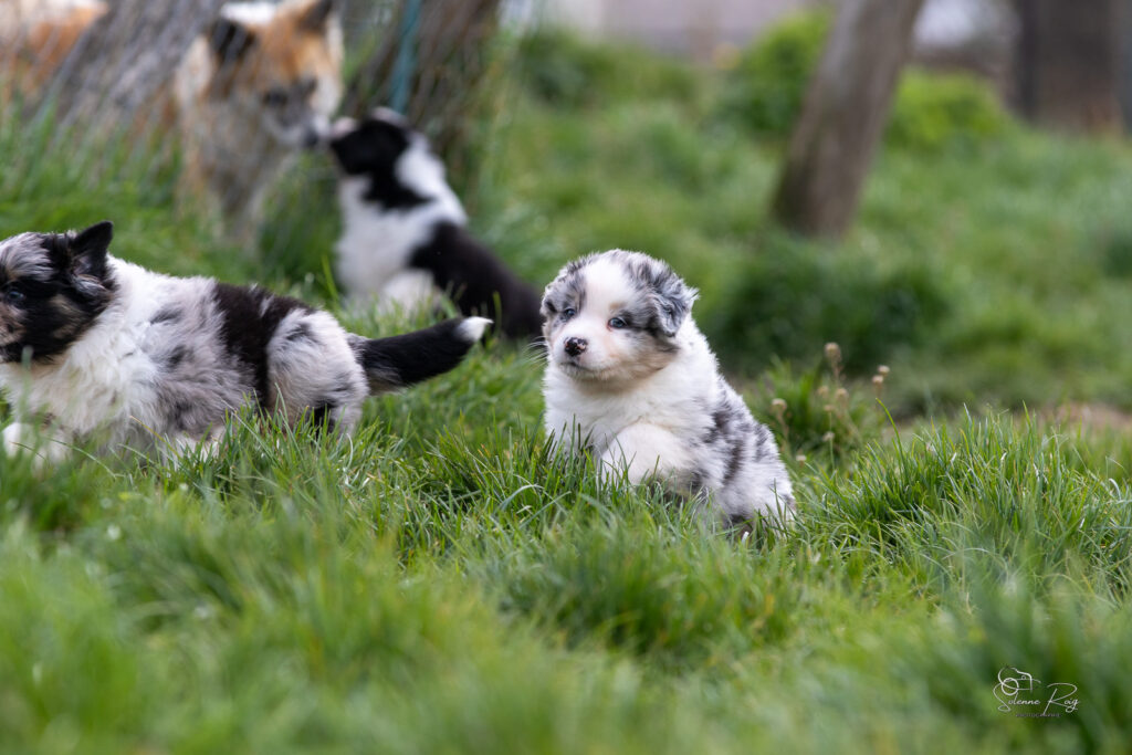 Chiots berger australien bleu merle 5,5 semaines