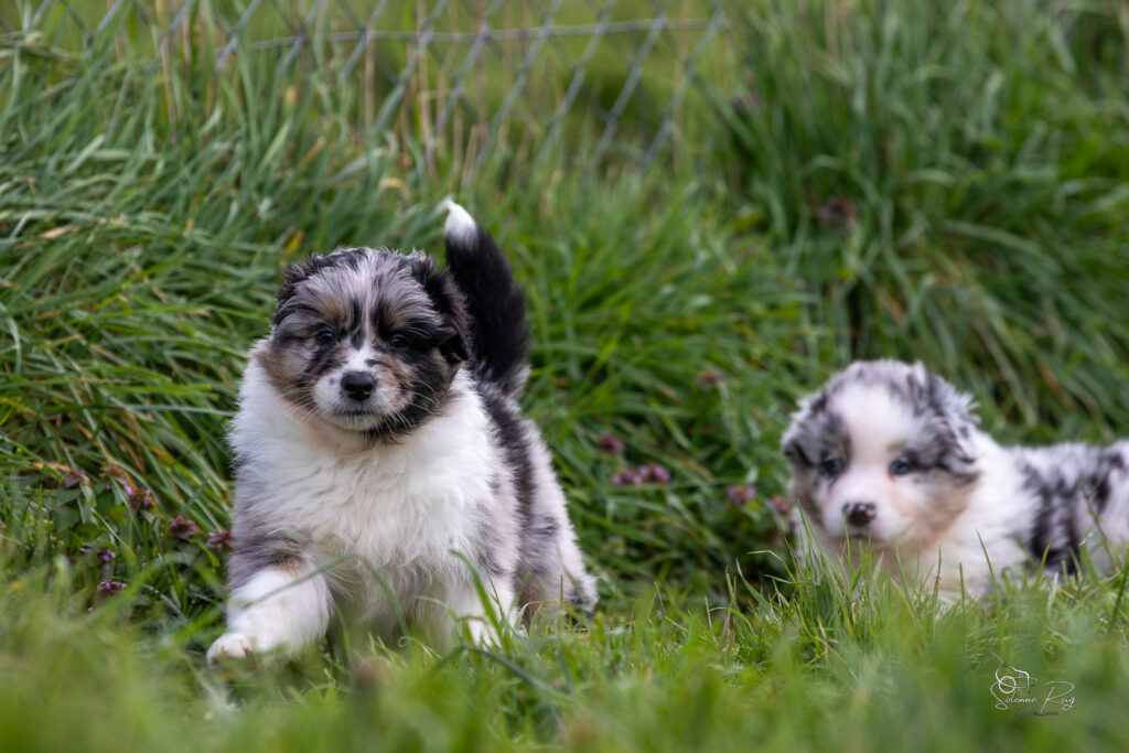 Chiots berger australien bleu merle 5,5 semaines