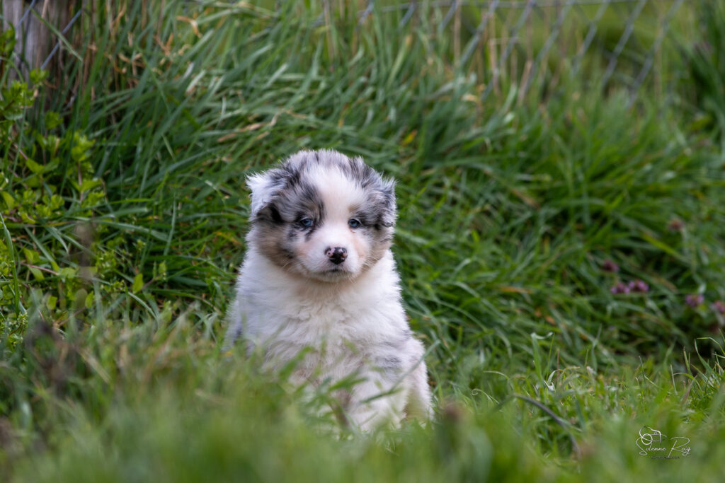 Chiots berger australien bleu merle 5,5 semaines