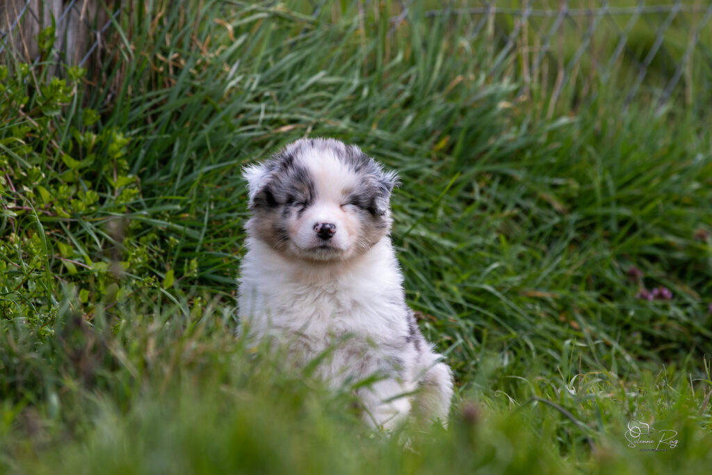 Chiots berger australien bleu merle 5,5 semaines