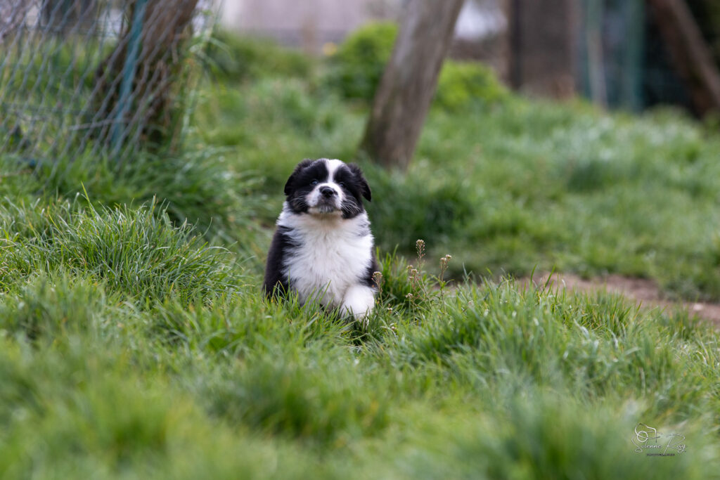 Chiots berger australien noir tricolore 5,5 semaines