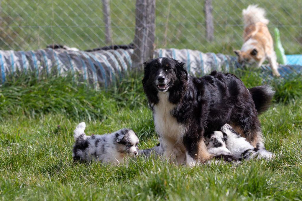 Chiots berger australien t&eacute;tant leur m&egrave;re &agrave; l'ext&eacute;rieur