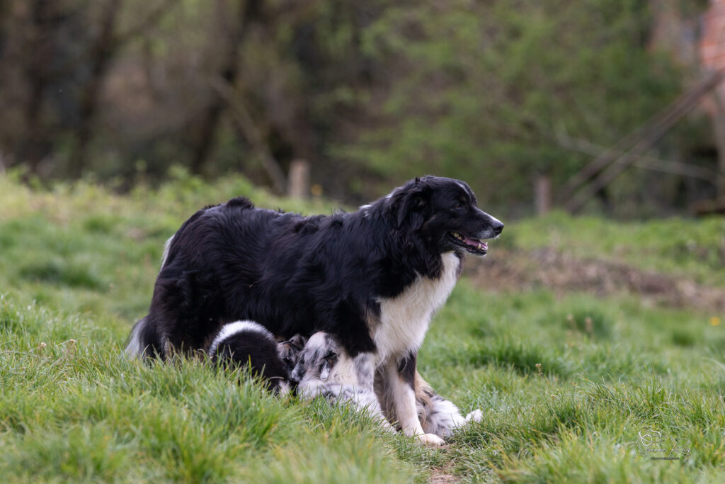 Chiots berger australien t&eacute;tant leur m&egrave;re &agrave; l'ext&eacute;rieur