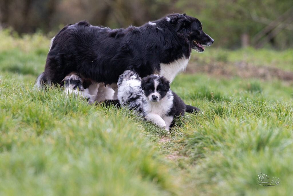 Chiots berger australien t&eacute;tant leur m&egrave;re &agrave; l'ext&eacute;rieur
