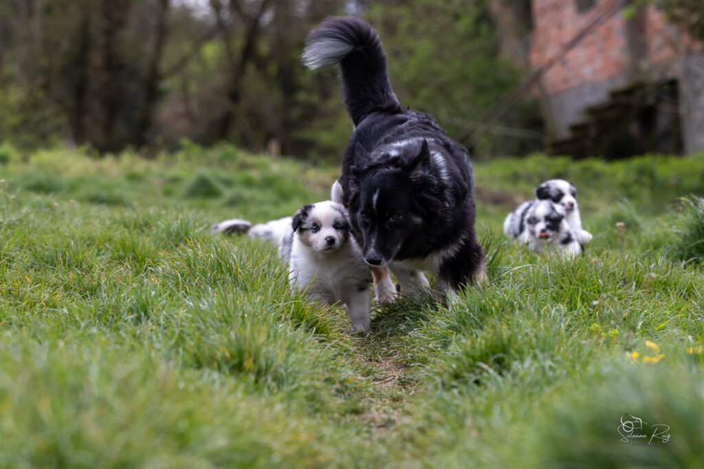 Maman berger australien heureuse de jouer &agrave; l'ext&eacute;rieur avec ses chiots