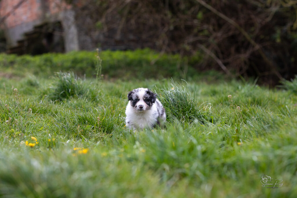 Chiot berger australien bleu merle 5,5 semaines