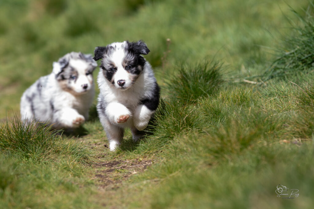 Chiot berger australien bleu merle 5,5 semaines