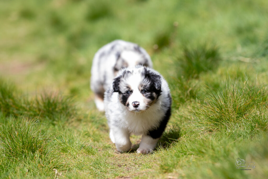 Chiot berger australien bleu merle 5,5 semaines
