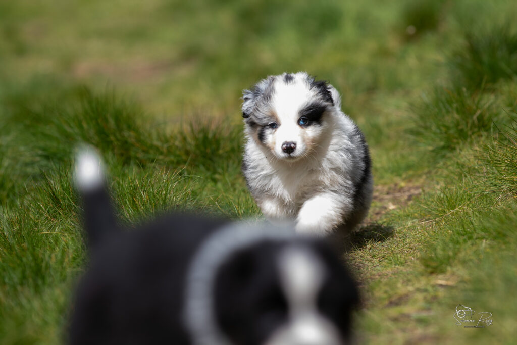Chiot berger australien bleu merle 5,5 semaines