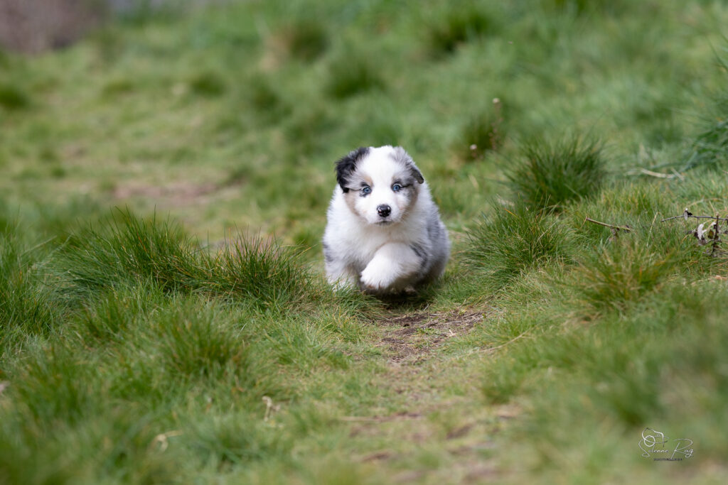 Chiot berger australien bleu merle 5,5 semaines