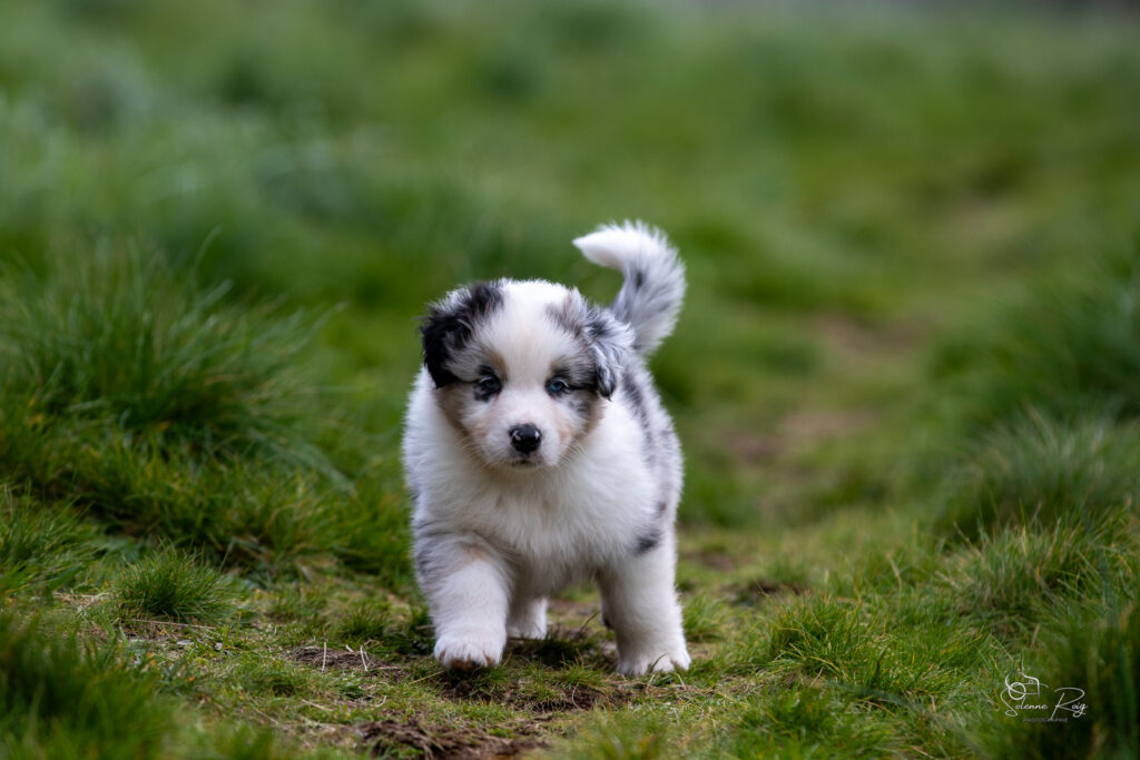 Chiot berger australien bleu merle 5,5 semaines