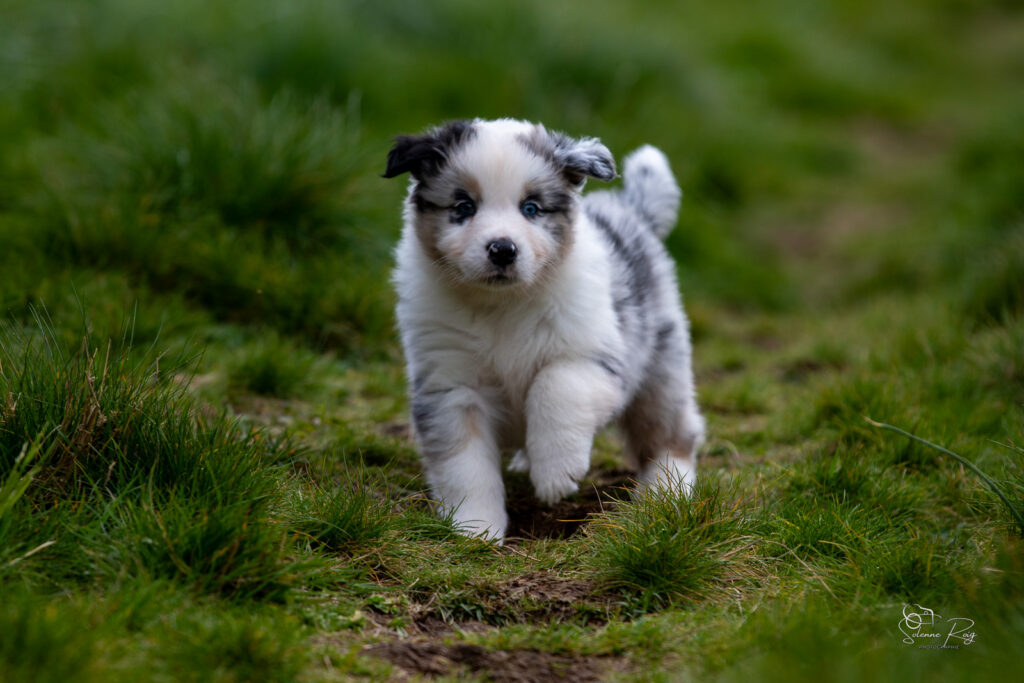 Chiot berger australien bleu merle 5,5 semaines