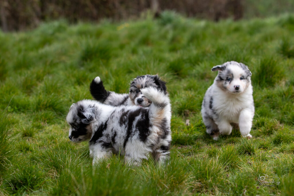 Chiot berger australien bleu merle 5,5 semaines