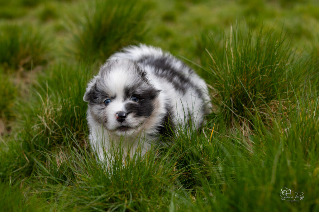 Chiot berger australien bleu merle 5,5 semaines