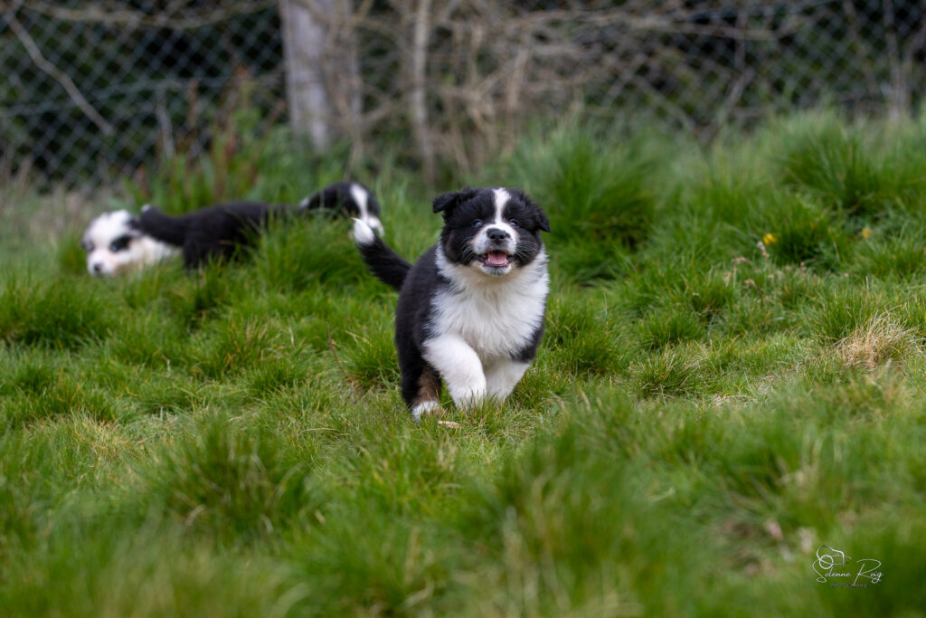 Chiot berger australien noir tricolore 5,5 semaines