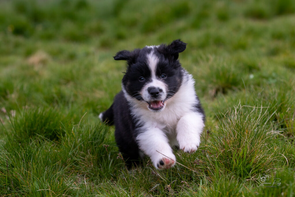 Chiot berger australien noir tricolore 5,5 semaines