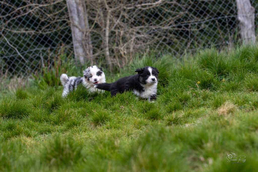 Chiot berger australien bleu merle et noir tricolore 5,5 semaines