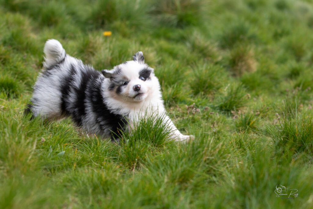 Chiot berger australien bleu merle 5,5 semaines
