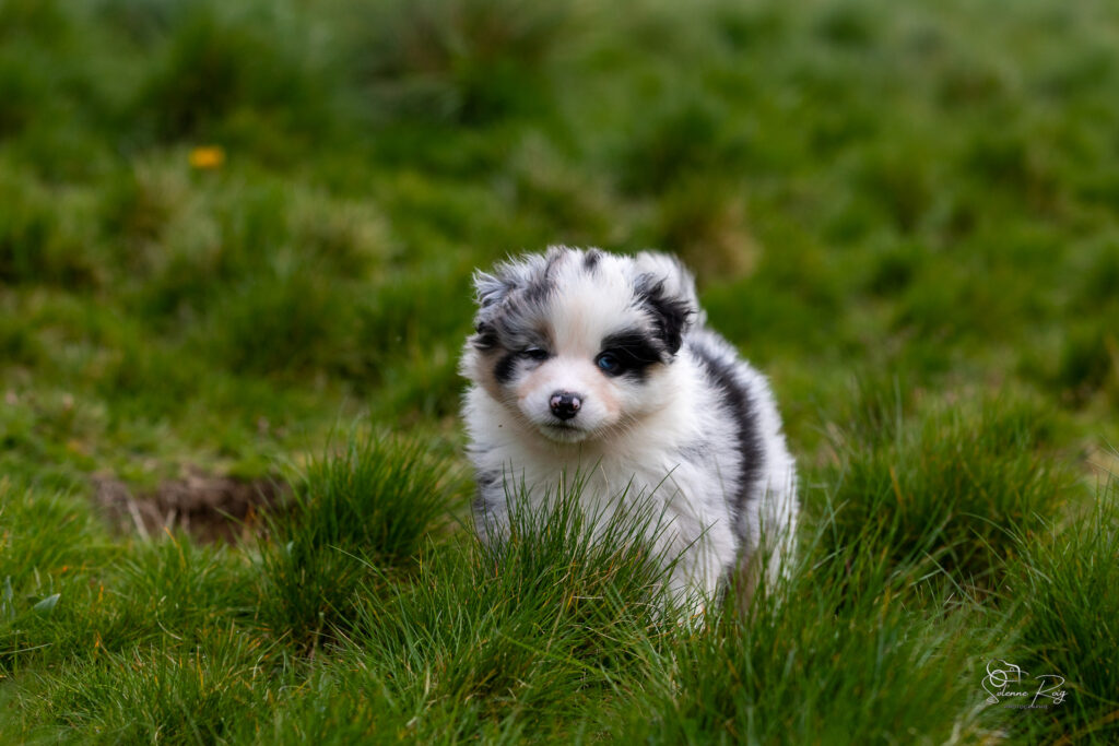 Chiot berger australien bleu merle 5,5 semaines